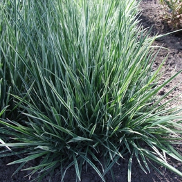 Райграс бульбоносный Арренатерум (Arrhenatherum)