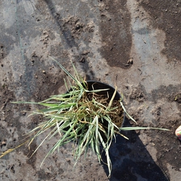 Райграс бульбоносный Арренатерум (Arrhenatherum)