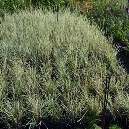 Райграс бульбоносный Арренатерум (Arrhenatherum)