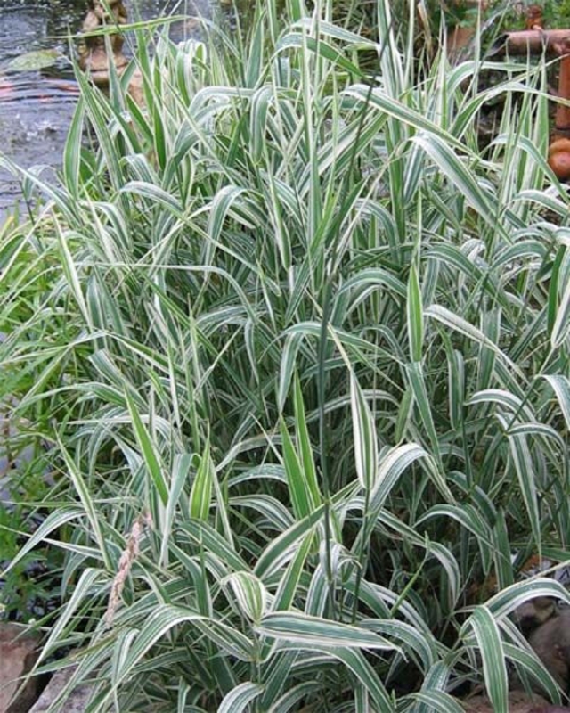 Бухарник мягкий Альбовариегата (Albovariegata)