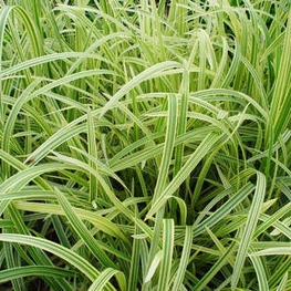 Манник большой Вариегата (Variegata)