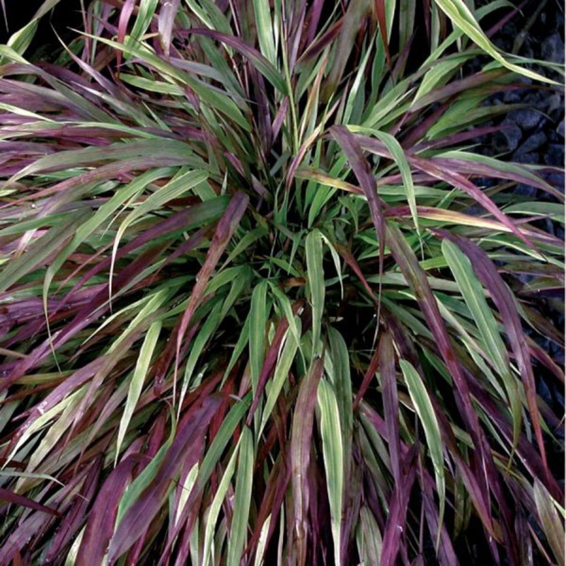 Хаконехлоа большая Наоми (Naomi)