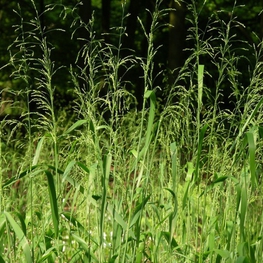 Бор развесистый Милиум (Milium)