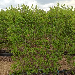 Блок живой изгороди Боярышник сливолистный