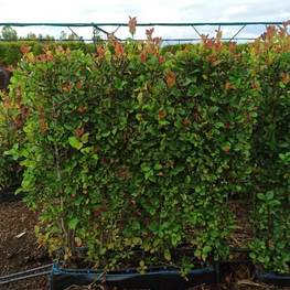 Блок живой изгороди Боярышник сливолистный