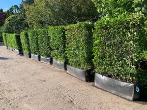 Блок живой изгороди Боярышник сливолистный