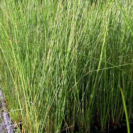Ситник склоняющийся Юнкус (Juncus)