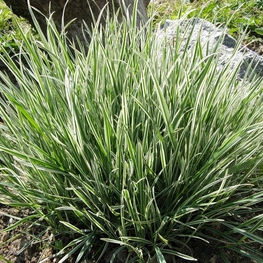 Райграс луковичный Вариегатум (Variegatum)