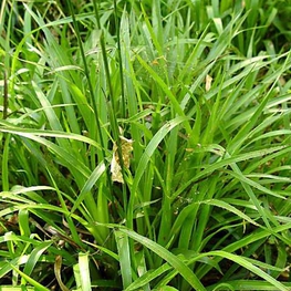 Ожика лесная Лузула (Luzula)