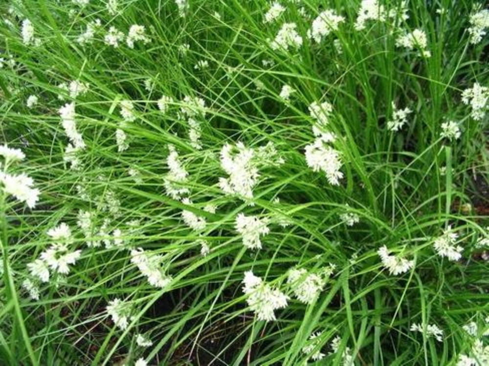 Ожика снежно-белая Лузула (Luzula)