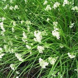 Ожика снежно-белая Лузула (Luzula)