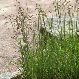 Бриза средняя Доддеринг Диллис (Doddering Dillies)