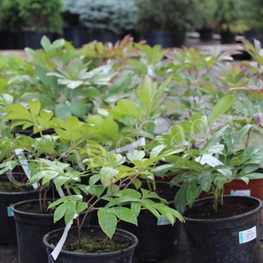 Пион травянистый Пеония (Paeonia)