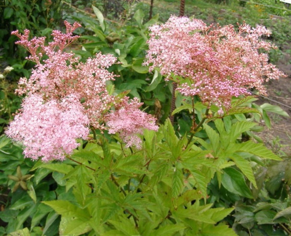 Лабазник красный Филипендула (Filipendula)