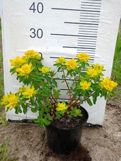 Молочай многоцветковый Эуфорбия (Euphorbia)