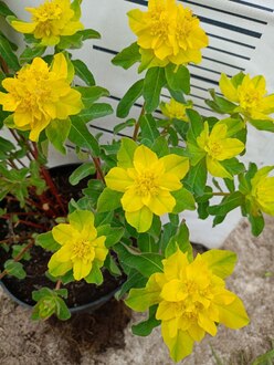 Молочай многоцветковый Эуфорбия (Euphorbia)