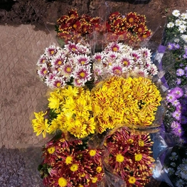 Хризантема 'Chrysanthemum'