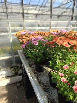 Хризантема (Chrysanthemum)