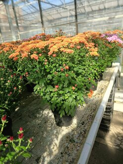 Хризантема (Chrysanthemum)