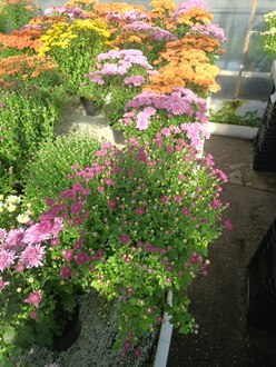 Хризантема (Chrysanthemum)