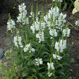 Физостегия виргинская Мисс Маннерс (Miss Manners)