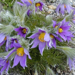Прострел обыкновенный Пульсатилла (Pulsatilla)