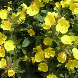 Энотера четырехугольная Энотера (Oenothera)