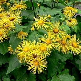 Девясил великолепный Инула (Inula)