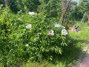 Пион древовидный Пеония суффрутикоза (Paeonia suffruticosa)