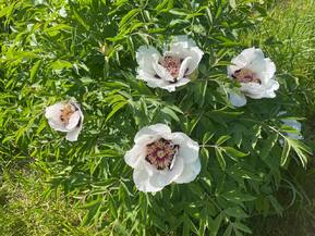Пион древовидный Пеония суффрутикоза (Paeonia suffruticosa)