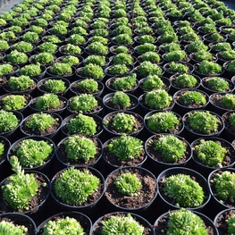 Молодило кровельное Семпервивум (Sempervivum)