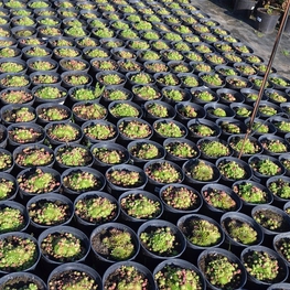 Молодило кровельное Семпервивум (Sempervivum)