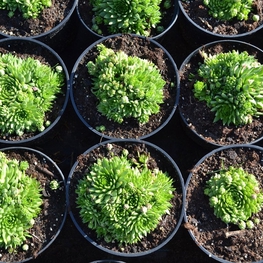 Молодило кровельное Семпервивум (Sempervivum)