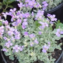 Обриета (Aubrieta)