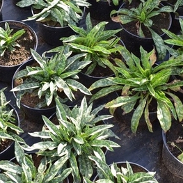 Медуница Пульмонария (Pulmonaria)