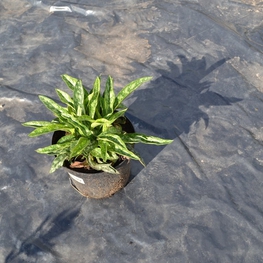 Медуница Пульмонария (Pulmonaria)