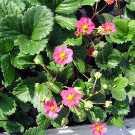 Земляника декоративная Фрагария (Fragaria)