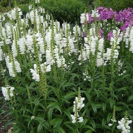 Физостегия виргинская Физостегия (Physostegia)