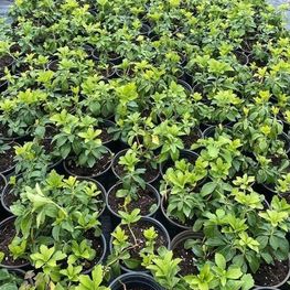 Пахизандра верхушечная (Pachysandra)