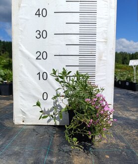 Мыльнянка Сапонария (Saponaria)