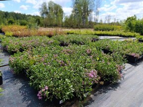 Мыльнянка Сапонария (Saponaria)