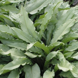 Медуница длиннолистная Самурай (Samurai)