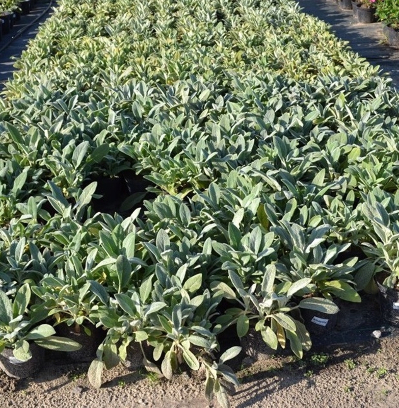 Чистец шерстистый Стахис (Stachys)