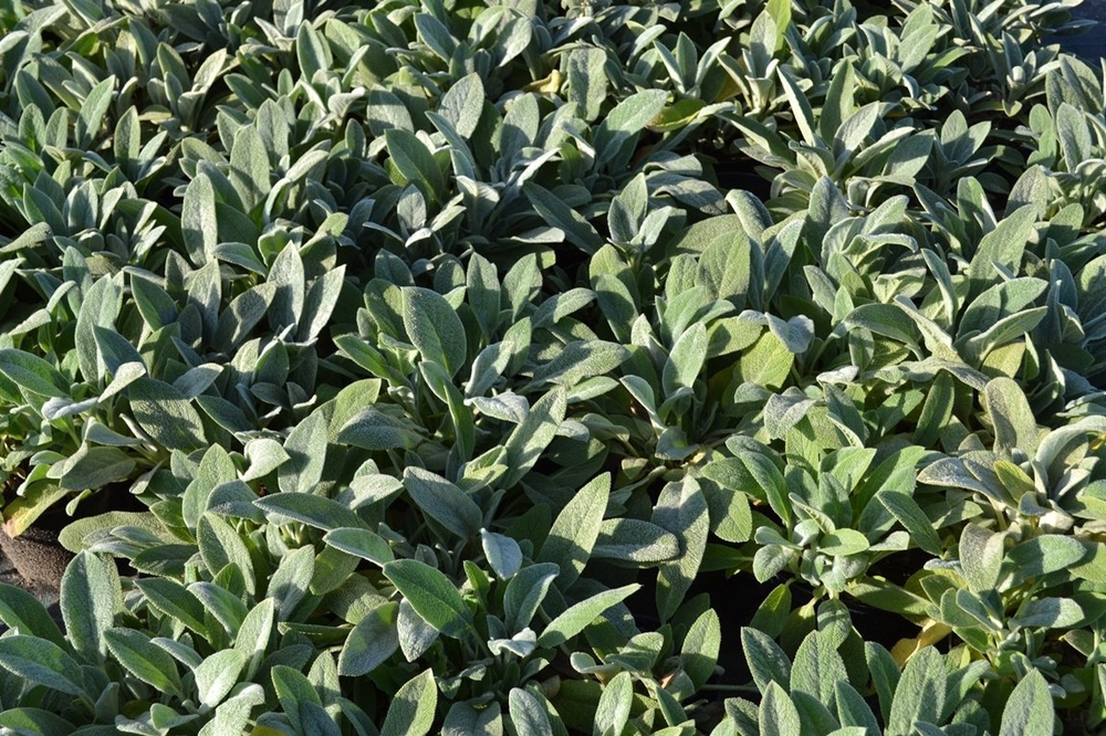 Чистец шерстистый Стахис (Stachys)