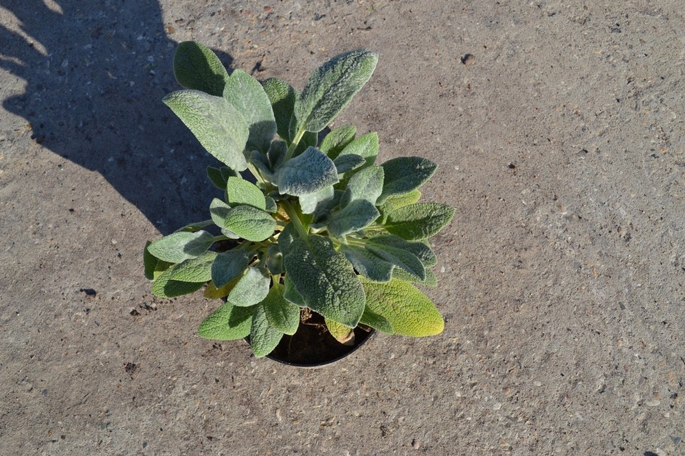 Чистец шерстистый Стахис (Stachys)