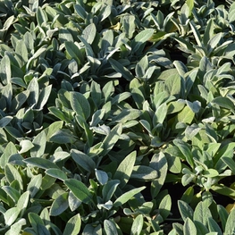 Чистец шерстистый Стахис (Stachys)