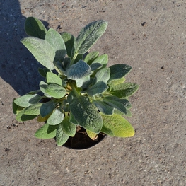 Чистец шерстистый Стахис (Stachys)