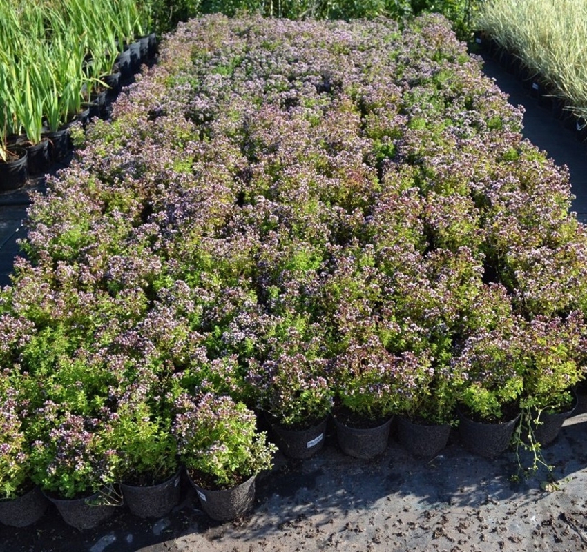 Душица обыкновенная Ориганум (Origanum)