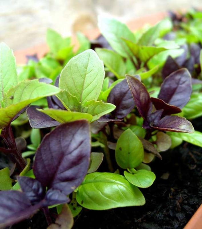 Базилик Оцимум (Ocimum)