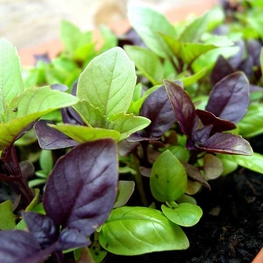 Базилик Оцимум (Ocimum)